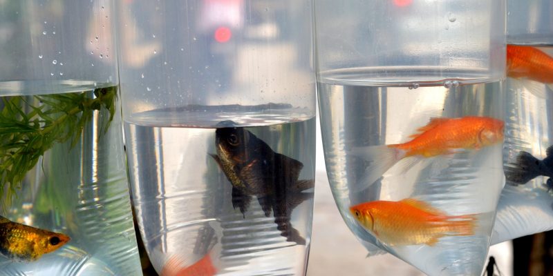 Bags of water containing various pet fish, including goldfish, illustrating safe transportation methods for aquatic pets during a move.
